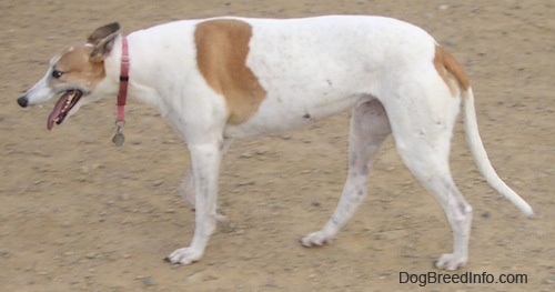 A white with tan Greyhound is walking across dirt